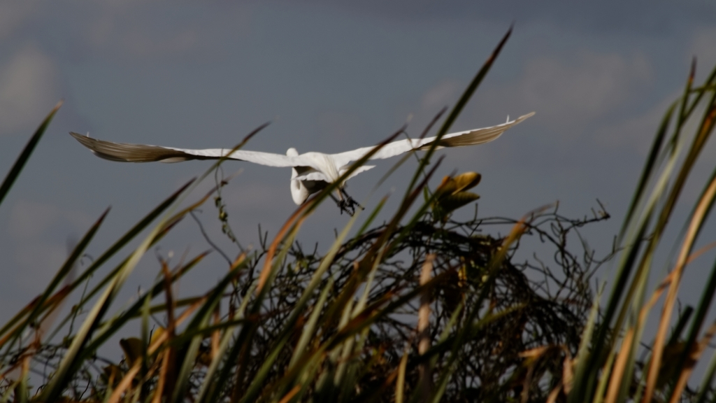 02 - Everglade NP (16).jpg